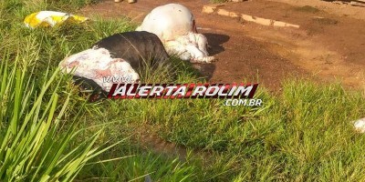 Vaca leiteira é abatida e carneada em propriedade rural no bairro Cidade Alta em Rolim...