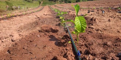 Semagri presta assistência técnica para o plantio de café clonal em Rolim de Moura
