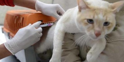 Após confirmar caso de raiva em morcego, Cacoal anuncia vacinação de cães e gatos