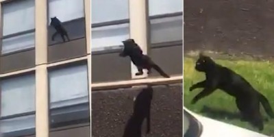 Gata salta do quinto andar para escapar de incêndio em prédio nos EUA; veja o vídeo