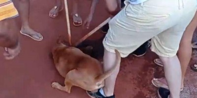 Criança sofre ataque de cachorro pitbull em Cacoal; Animal pertencia a própria família