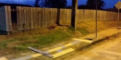 Idoso é brutalmente assassinado a pauladas em Machadinho; suspeitos foram presos