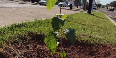 Mudas de árvores são plantadas no centro de Rolim de Moura em alusão ao dia mundial do...