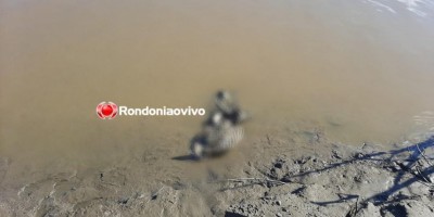 Ossada humana é encontrada no rio Madeira em Porto Velho