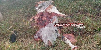 Duas vacas são abatidas, carneadas e furtadas em propriedade na Linha 188 em Rolim de...