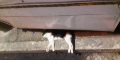 Homem é preso após ser flagrado esfaqueando gato e jogando em lixeira