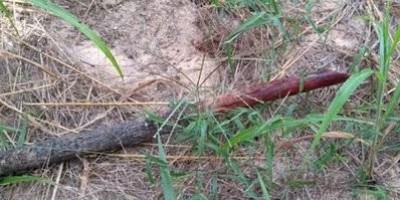Dois irmãos são mortos com pauladas na cabeça após briga entre funcionários em...
