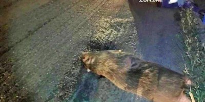 Motociclista é socorrido à UPA após colidir contra capivara na RO-010 em Rolim de Moura