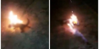 Homem é multado em R$ 6 mil por atear fogo em gato vivo após ser arranhado e mordido...