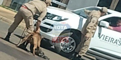 Após atacar dois cães e matar um, Pitbull é contido pelo Corpo de Bombeiros em Vilhena