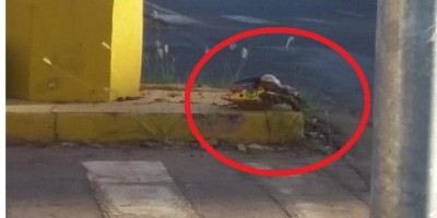 Oferenda misteriosa implantada no centro de Cacoal gera pânico na população