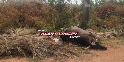 Vaca morta é desovada às margens de rua no perímetro urbano de Rolim de Moura