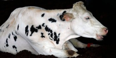 Ministério da Agricultura investiga suspeita de caso atípico de vaca louca em MG e faz...