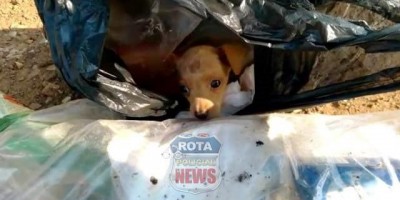 COVARDIA: Garis encontram cachorrinho dentro de saco de lixo no setor 17 em Vilhena