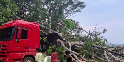 Árvore cai e atinge carreta e carro na BR-364, entre Jaru e Ariquemes; veja os vídeos