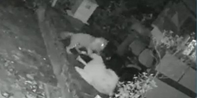Idosa é atacada por onça e consegue se salvar usando bengala; veja o vídeo