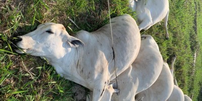 Fio de alta tensão cai e mata mais de 10 cabeças de gado eletrocutadas em sítio em RO