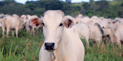 Como fica o preço da carne após 47 dias de suspensão das vendas para a China?