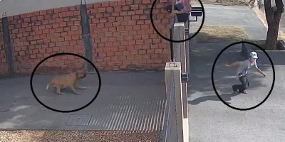 Câmera registra momento em que cachorros impedem furto em residência em Cacoal