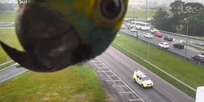Papagaio 'curioso' aparece em câmera de monitoramento da BR-116 no Paraná; veja o vídeo