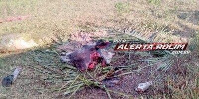Vaca é abatida e carneada em fazenda na linha 180 em Rolim de Moura