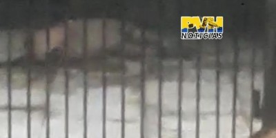Homem é preso por matar cachorro doente a pauladas e marretadas em Porto Velho