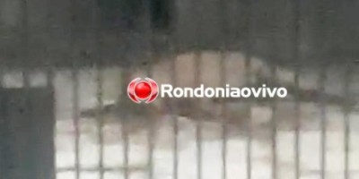 Justiça manda soltar homem que agrediu cachorro até a morte