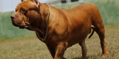 Pitbull de Rondônia quebra recorde mundial e tenta entrar no Guinness como maior do mundo
