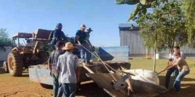 Boi invade escola e deixa 14 crianças feridas 