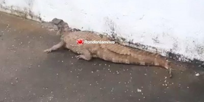 Jacaré é flagrado passeando pelas ruas de Porto Velho; veja o vídeo