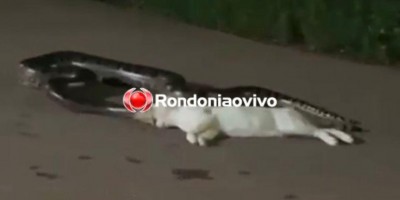 Vídeo mostra cobra atacando gato no meio de rua em Porto Velho