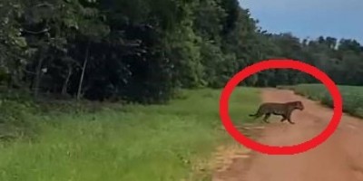 Vídeo de onça entrando em plantação de soja viraliza em Vilhena e preocupa ciclistas...