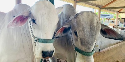 China acaba com suspensão da compra da carne brasileira 