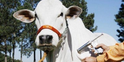 Prazo para declarar rebanho é prorrogado