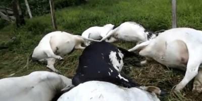 Raio mata 11 cabeças de gado em São Miguel