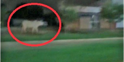 Vídeo mostra vaca desembestada em avenida movimentada de Vilhena; dono disse que “já...