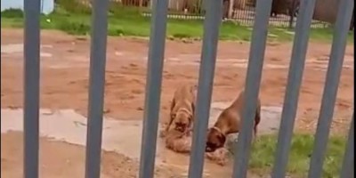 Vilhena: moradora filma dois cães matando e despedaçando outro cão e imagens revoltam...