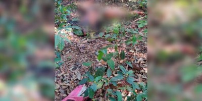 Corpo de mulher é encontrado na zona rural de Seringueiras