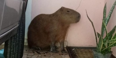 Capivara invade casa e assusta moradora que a confundiu com um cachorro