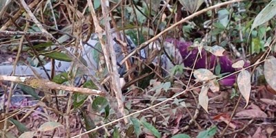 Cadáver em decomposição é encontrado na área rural de Vilhena
