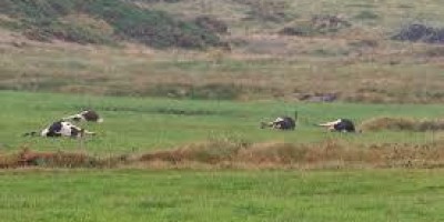 ALTO ALEGRE: Vacas morrem ao receber descarga elétrica