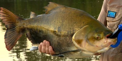 Período de defeso do Tambaqui e Pirarucu é estendido em Rondônia