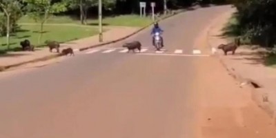Prefeitura de Juína (MT) cria faixa de pedestre exclusiva para capivaras