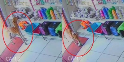 Cão invade pet shop, ''furta'' ração e foge abanando o rabo; veja o vídeo
