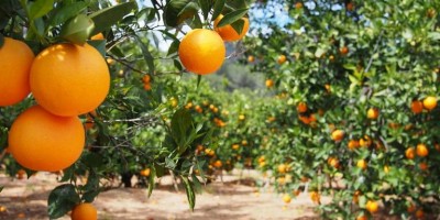 Governo define preços mínimos para laranja, trigo e café em 2022/23