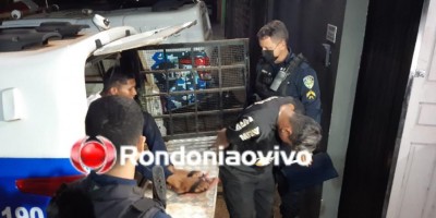 Dupla armada foge de forma alucinada da PM e acaba presa ao sofrer acidente em Porto Velho