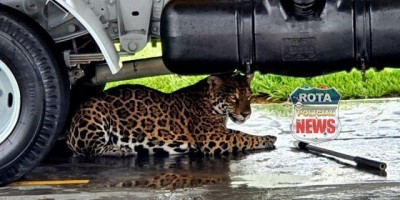 Maria Marruá? Onça-pintada invade base de abastecimento do aeroporto de Vilhena; Veja o...