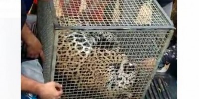 Onça-pintada que invadiu aeroporto de Vilhena estava doente e acabou morrendo após ser...