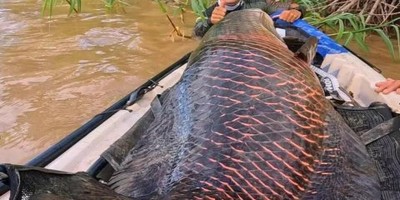 Pescadores fisgam pirarucu de mais 2 metros e 100 kg no Rio Madeira em RO: 'foi uma...