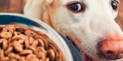 Caro pra cachorro: Com alto valor dos insumos, ração para pets deve ficar mais cara